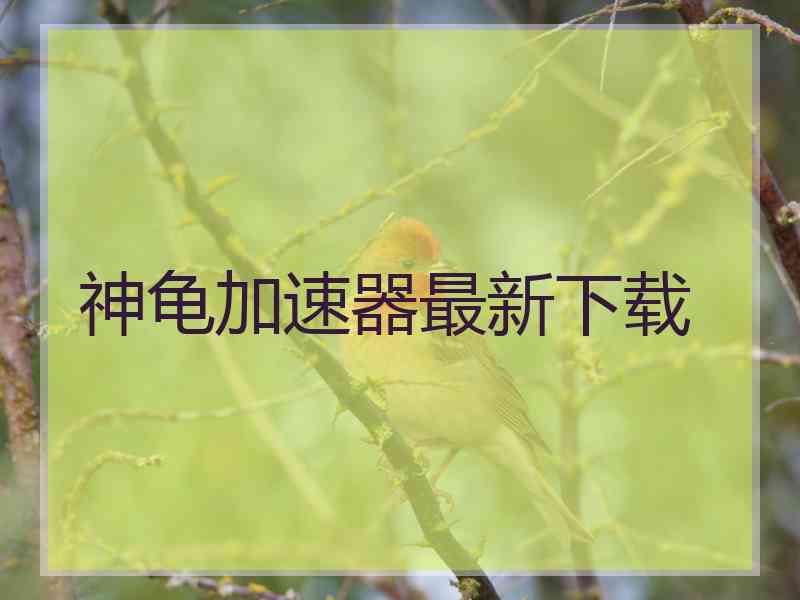 神龟加速器最新下载